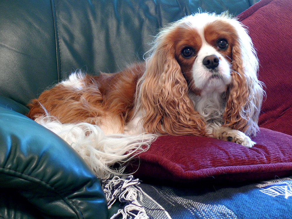 Lounging on the sofa